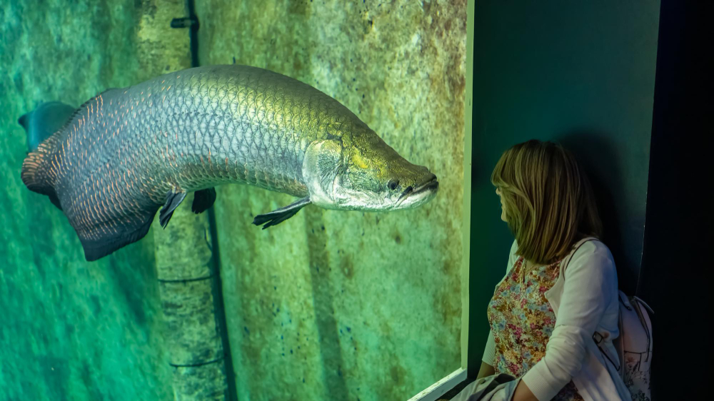 Explorând peșteri spectaculoase: ghid pentru începători